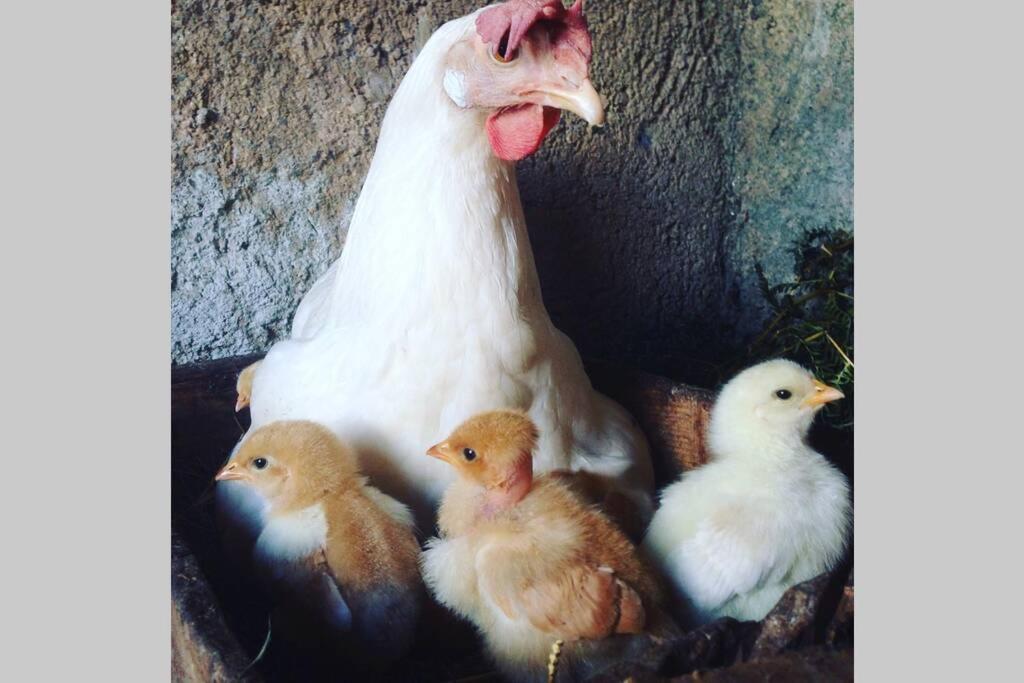 Le Gite - La Ferme Du Pouget แซ็ง-ฌอง-ดู-การ์ ภายนอก รูปภาพ